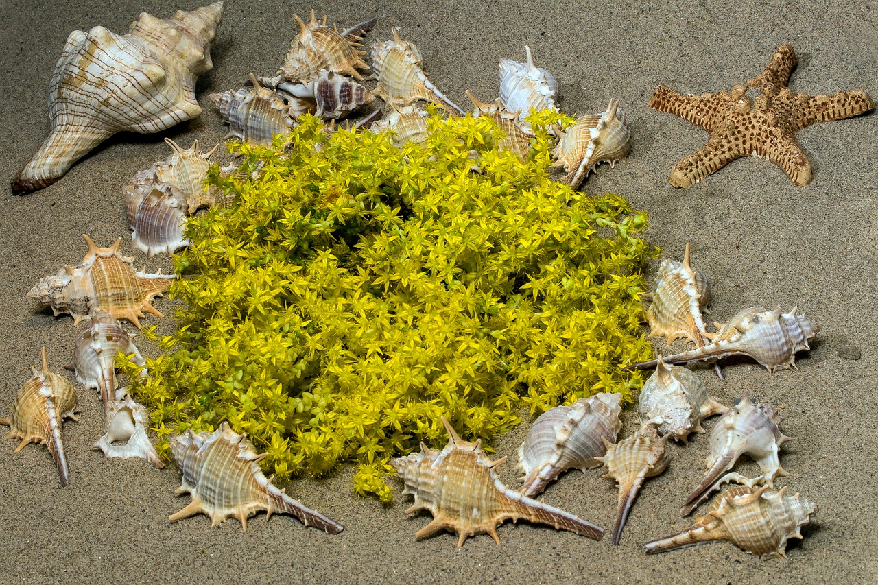 Midijos, Smėlis, Žiedas, Žydėti, Geltona, Geltona Žydėti, Gamta, Geltonasis Stonecrop, Sedum Akras, Nemokamos Nuotraukos