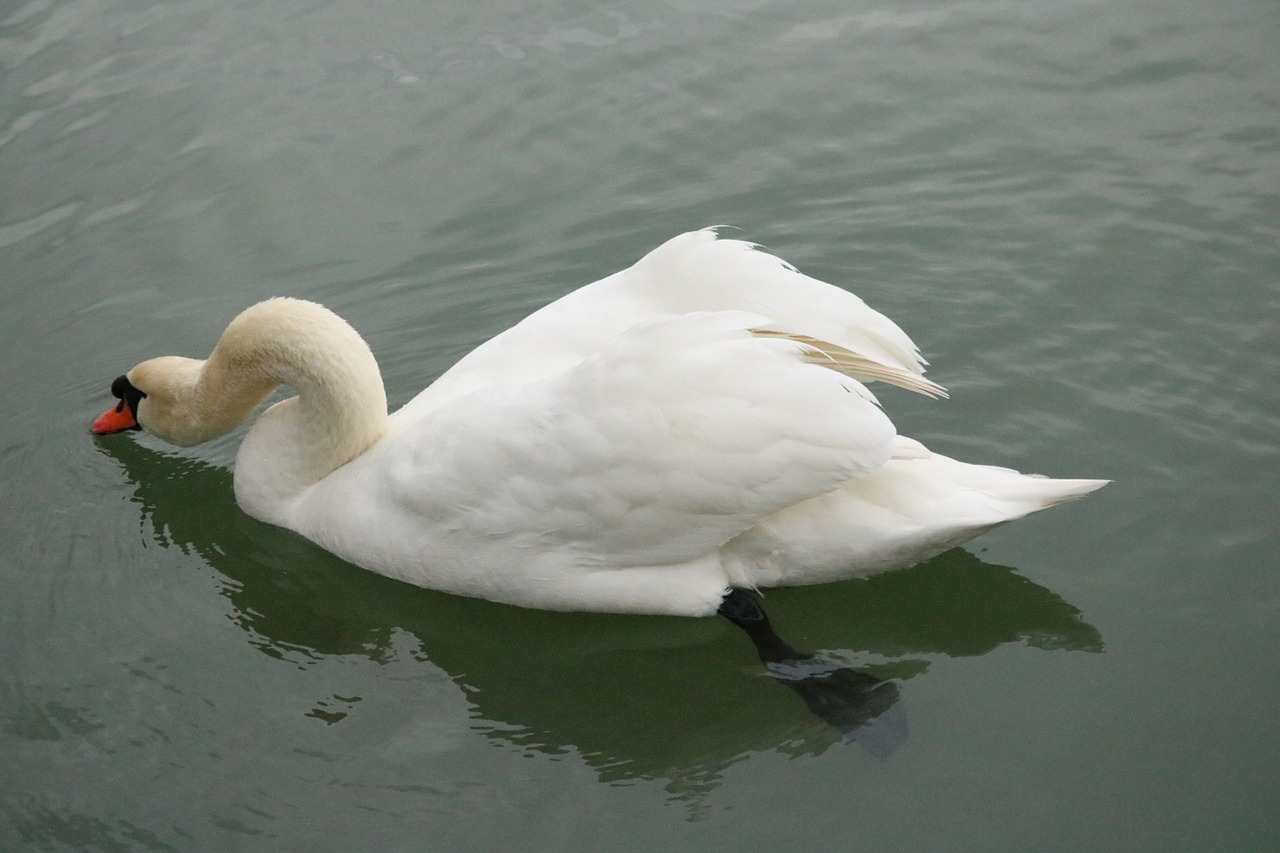 Nutildyti Gulbė, Gulbė, Ežeras, Paukštis, Vandens Paukštis, Balta, Plumėjimas, Sąskaitą, Elegantiškas, Gyvūnas