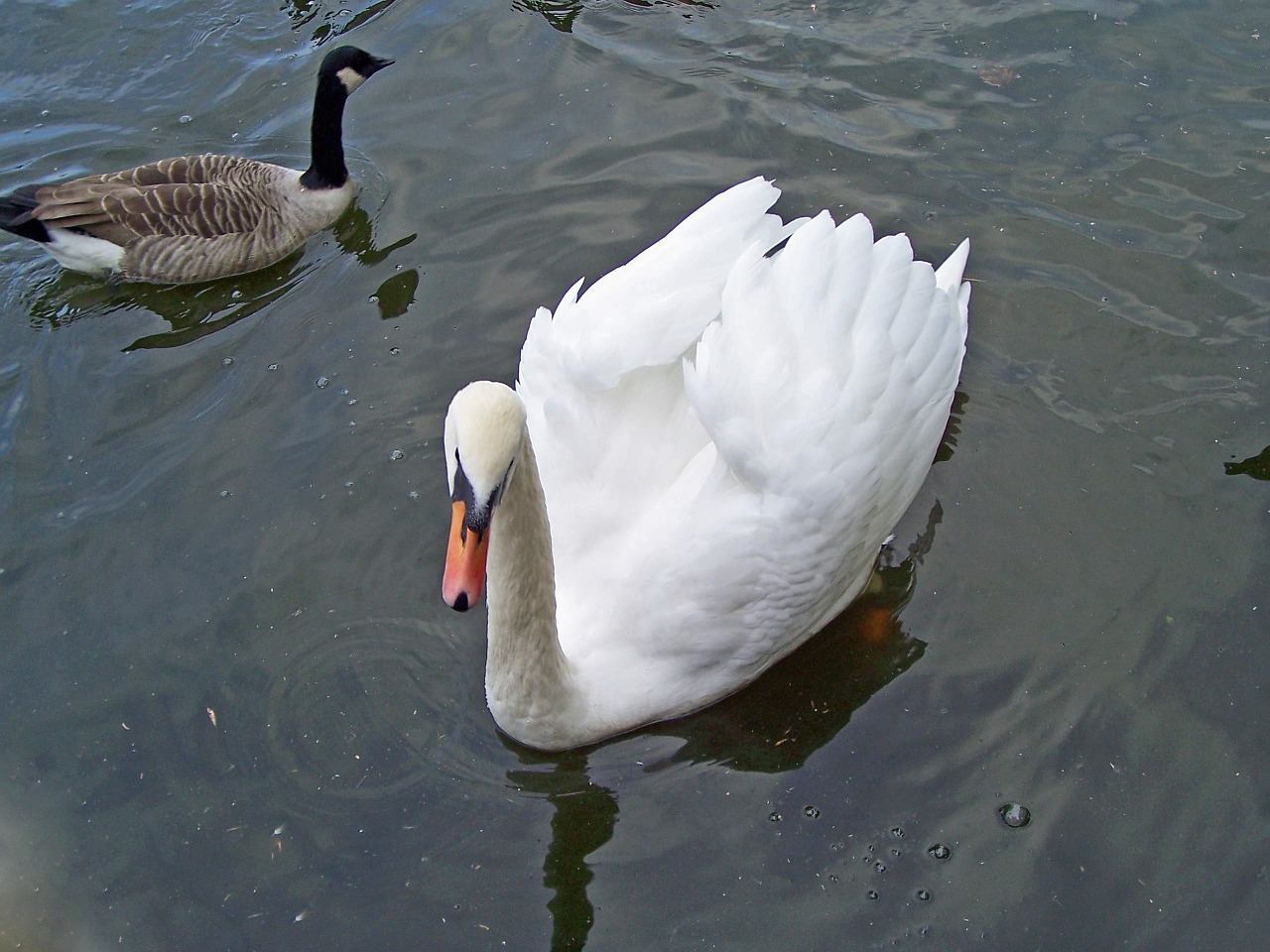 Nutildyti Gulbė, Cygnus Olor, Gulbė, Vandens Paukščiai, Cob, Paukštis Paukštis, Balta, Plumėjimas, Oranžinė Sąskaita, Plėvėtos Pėdos