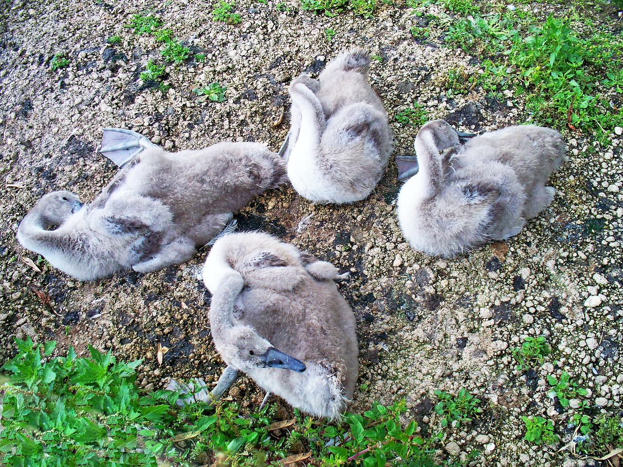 Nutildyti Gulbė, Ženklai, Cygnus Olor, Gulbės, Vandens Paukščiai, Jaunas, Pilka, Plumėjimas, Plėvėtos Pėdos, Stoney Bankas