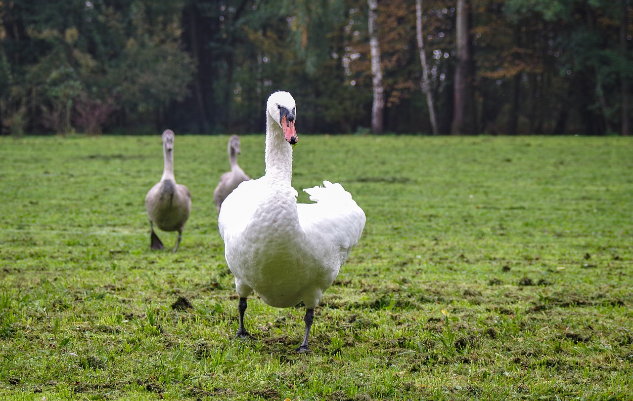 Gulbė Nebylė,  Išpuolių,  Veikia,  Swan Jauna,  Pilka,  Paukštis,  Eina,  Meadow,  Vejos,  Vieno