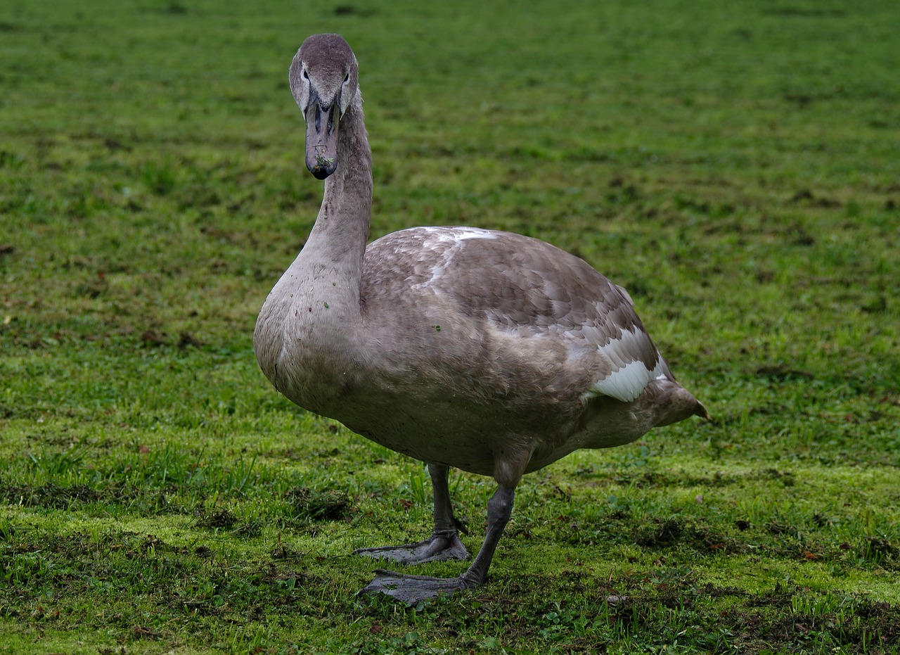 Gulbė Nebylė,  Jauna,  Pilka,  Paukštis,  Baltos Spalvos,  Šalia,  Gulbės,  Laukinių,  Pobūdį,  Vanduo Paukštis