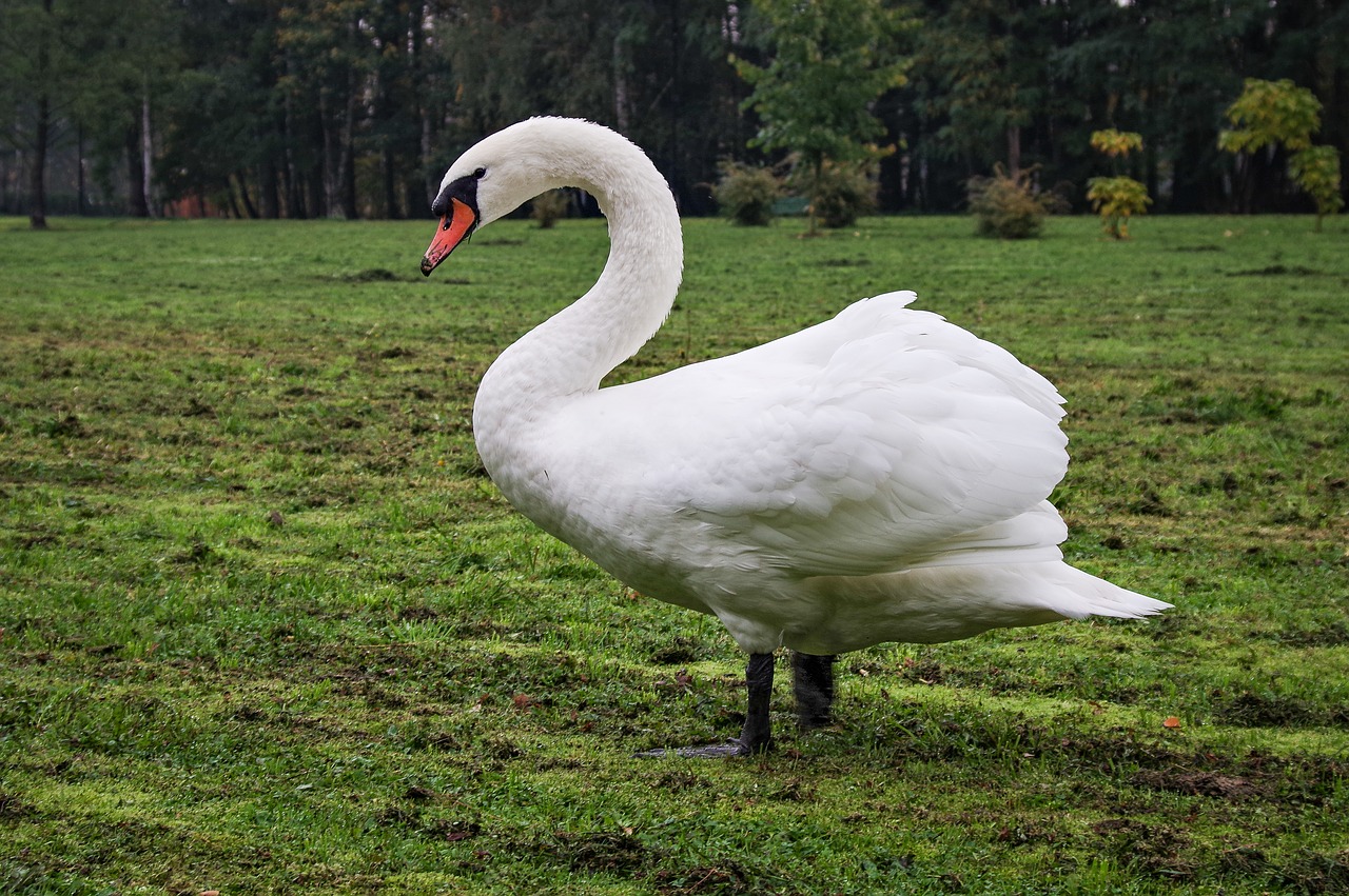 Gulbė Nebylė,  Jauna,  Pilka,  Paukštis,  Baltos Spalvos,  Šalia,  Gulbės,  Laukinių,  Pobūdį,  Vanduo Paukštis