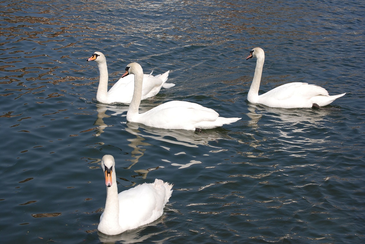 Nutildyti Gulbė, Cygnus Olor, Balta, Vanduo, Nendrės, Upė, Nemokamos Nuotraukos,  Nemokama Licenzija