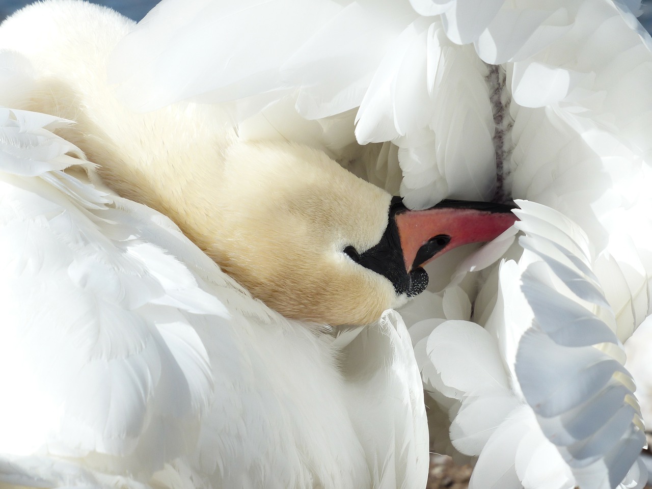 Nutildyti Gulbė, Gulbė, Švarus, Paukštis, Plaukti, Gyvūnas, Cygnus Olor, Anatidae, Ančių Paukštis, Cygnus