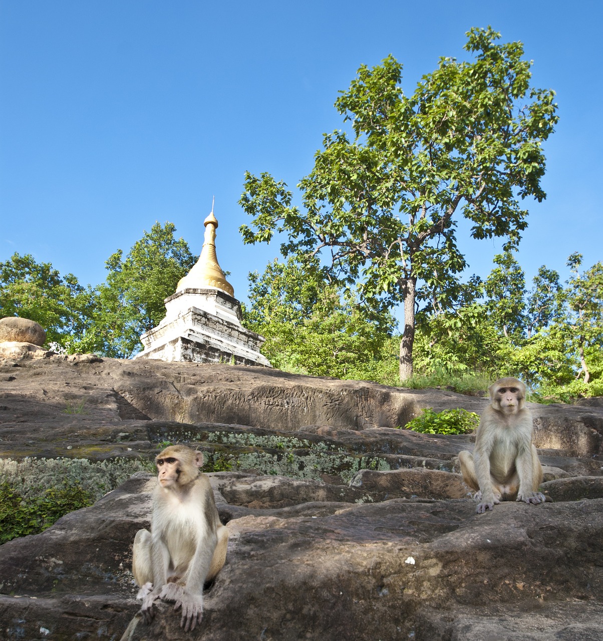 Mianmaras, Beždžionės, Asija, Burma, Kelionė, Nemokamos Nuotraukos,  Nemokama Licenzija