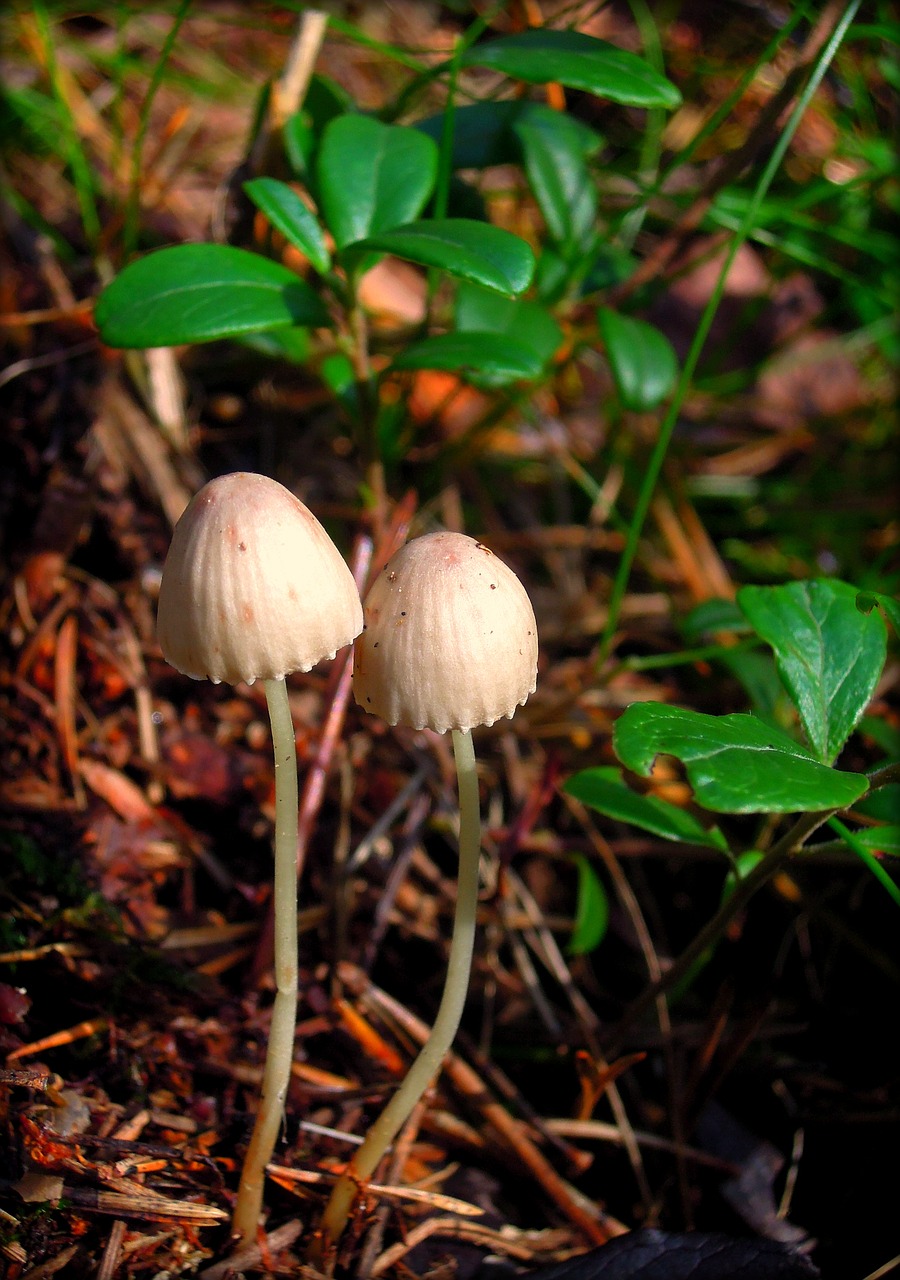 Mycena, Grybai, Grybai, Gamta, Miškas, Ruduo, Grybiena, Kumpis, Kumpas, Medžio Grybas