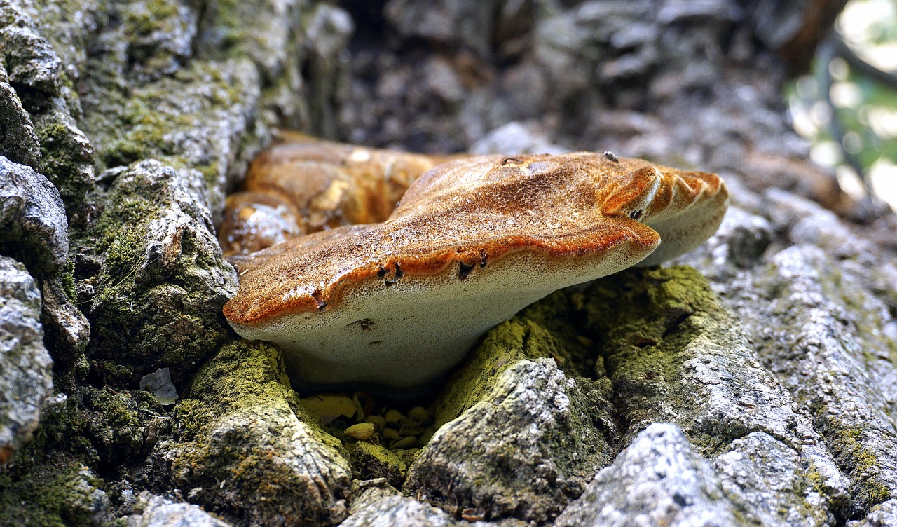 Mikologija, Grybelis, Maistas, Miškas, Laukiniai, Gamta, Ruduo, Grybai, Nemokamos Nuotraukos,  Nemokama Licenzija