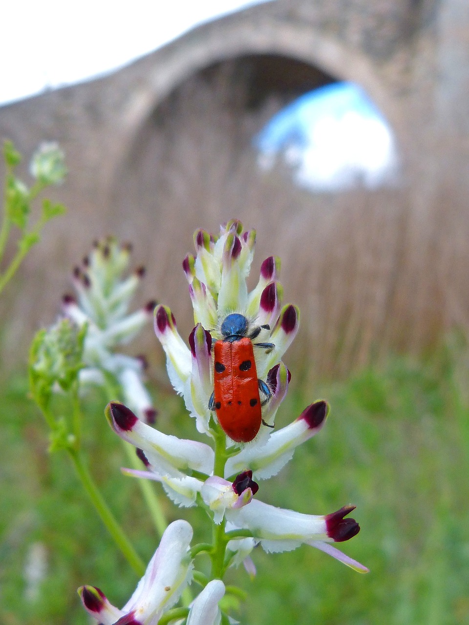 Mylabris Quadripunctata, Boružė, Vabalas Meloideo, Romėnų Tiltas, Laukinė Gėlė, Upė, Upės Kraštovaizdis, Nemokamos Nuotraukos,  Nemokama Licenzija