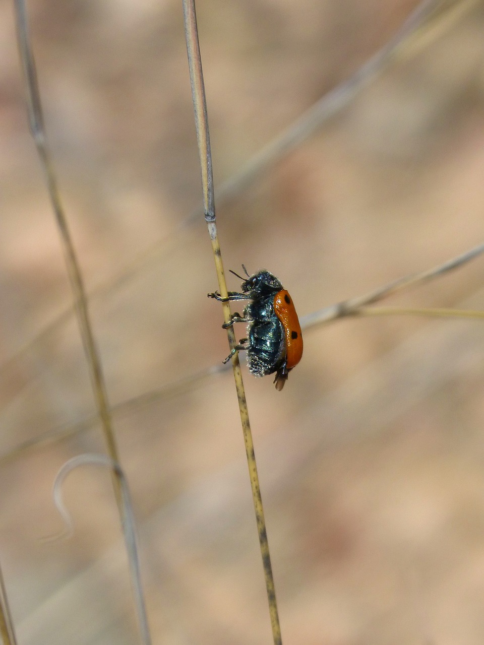 Mylabris Quadripunctata, Boružė, Vabalas Meloideo, Nemokamos Nuotraukos,  Nemokama Licenzija