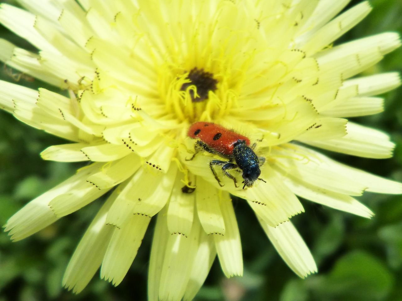 Mylabris Quadripunctata, Boružė, Vabalas Meloideo, Geltona Gėlė, Išsamiai, Nemokamos Nuotraukos,  Nemokama Licenzija