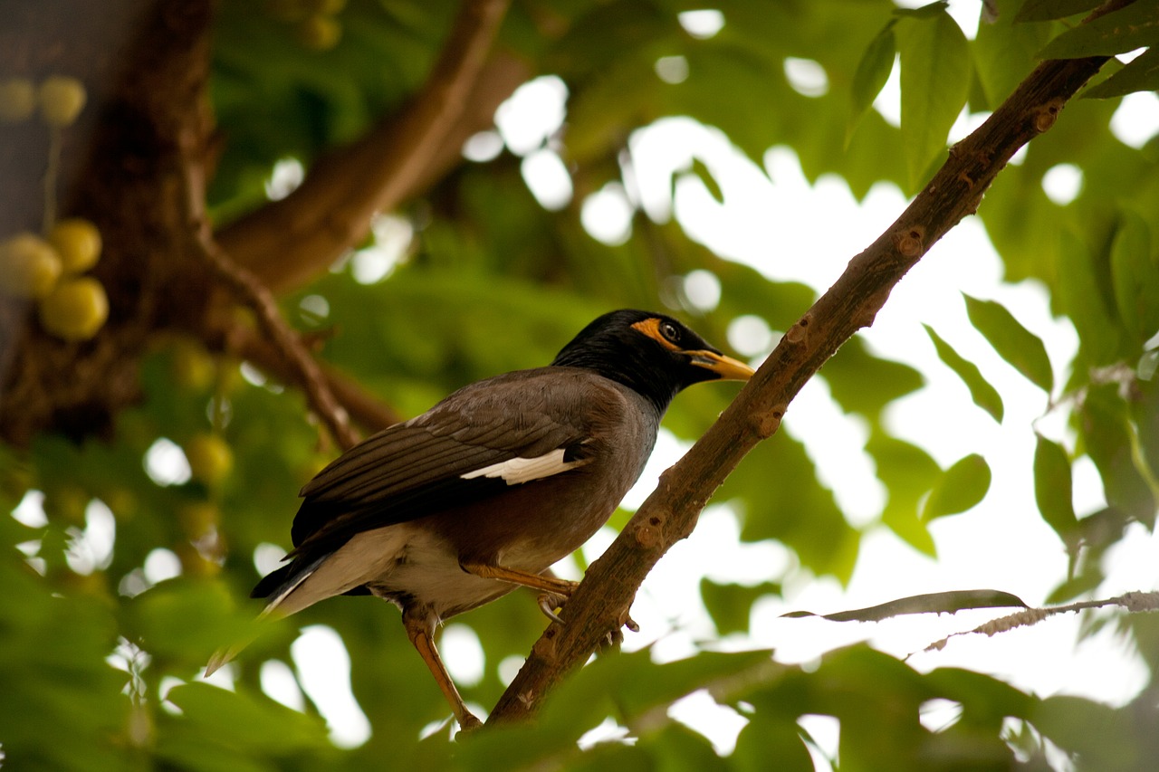 Myna, Paukštis, Sustingęs, Filialas, Medis, Nemokamos Nuotraukos,  Nemokama Licenzija