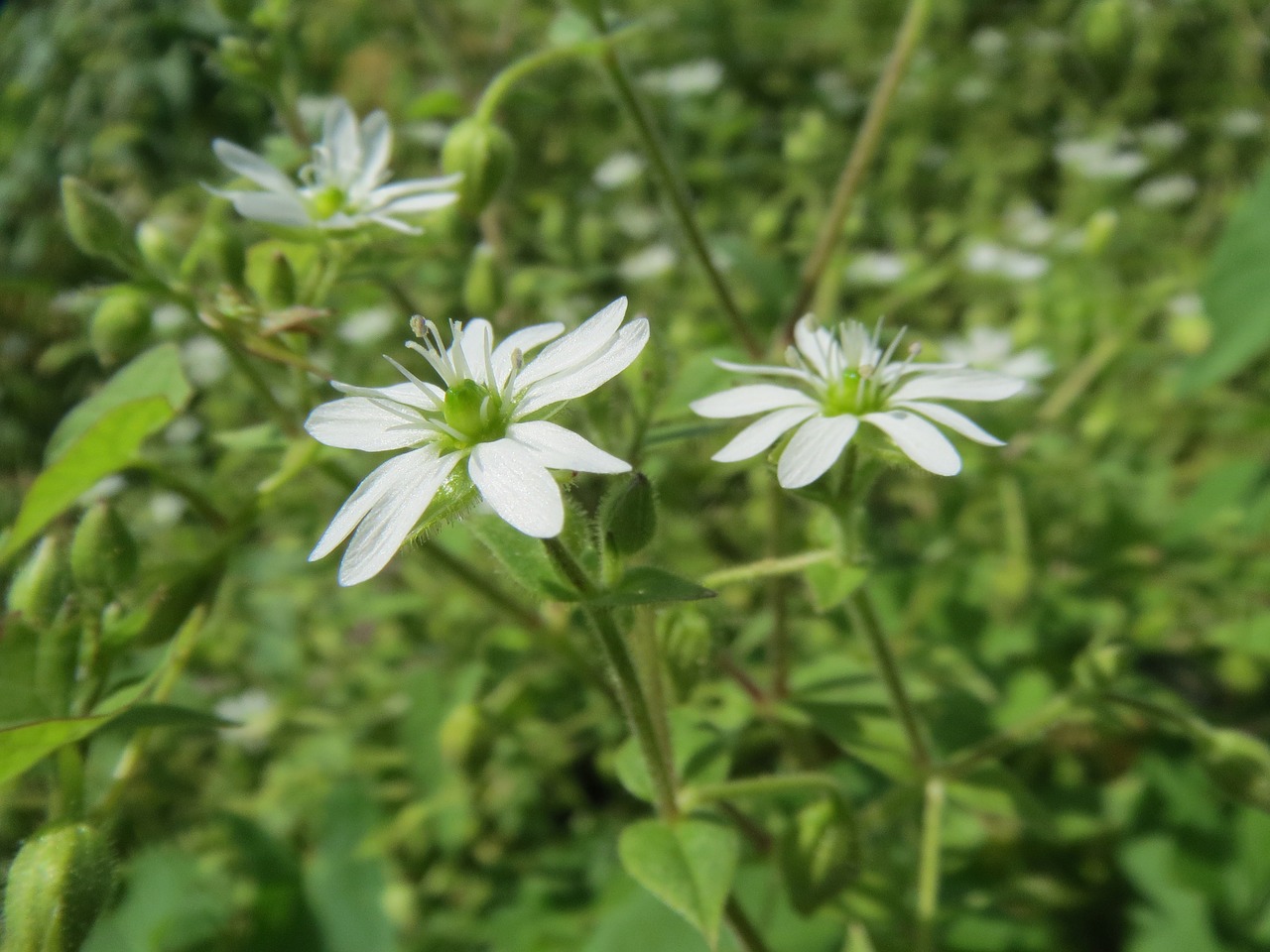 Myosoton Aquaticum,  Milžinišką Chickweed,  Vandens Šakniavaisiai,  Wildflower,  Flora,  Botanika,  Žiedas,  Augalas, Nemokamos Nuotraukos,  Nemokama Licenzija