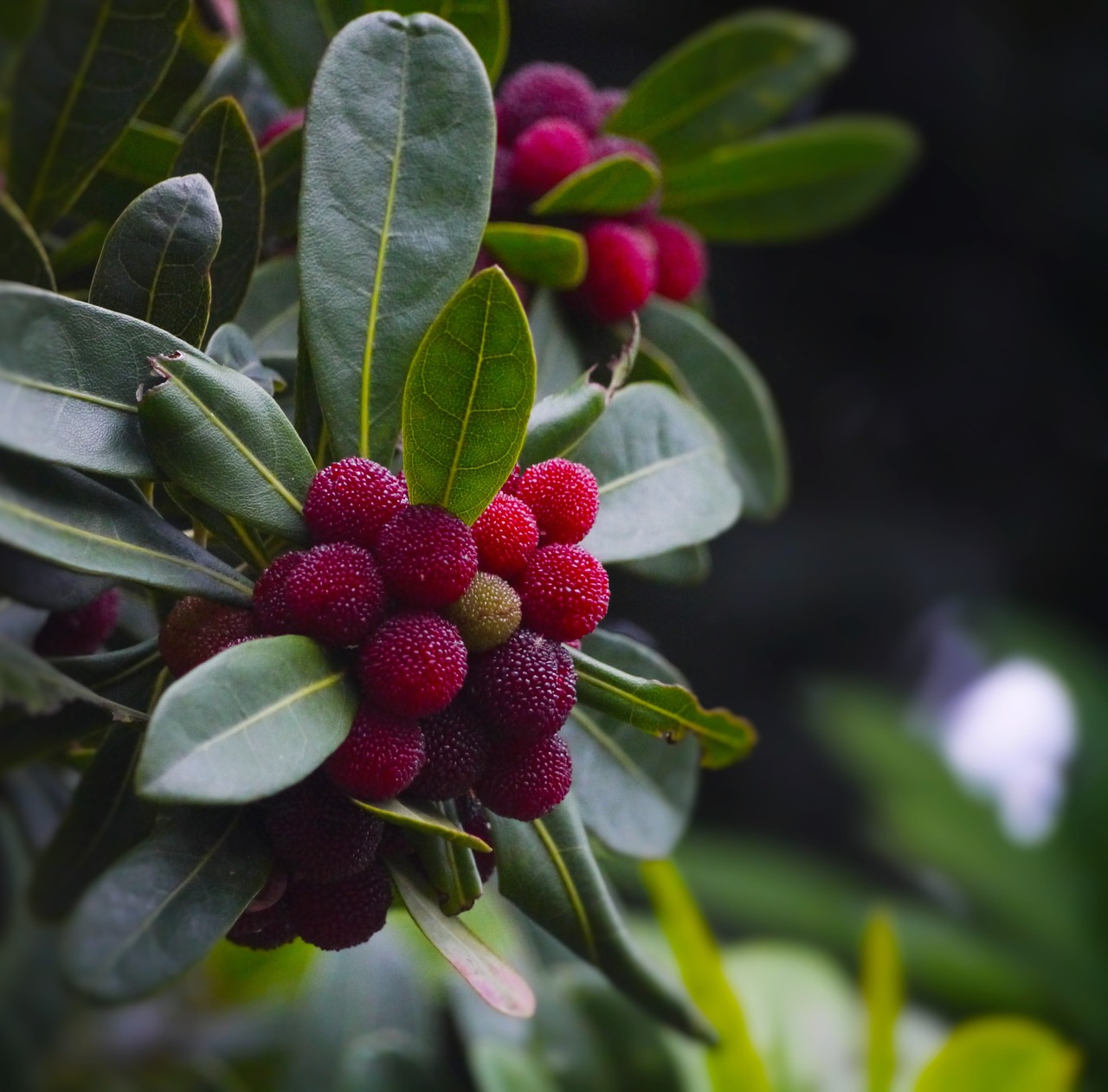 Myrica Rubra, Madrono, Moai, Immo, Jan Mano, Raudonas Vaisius, Tikras, Rūgštus, Persikas, Arboretum