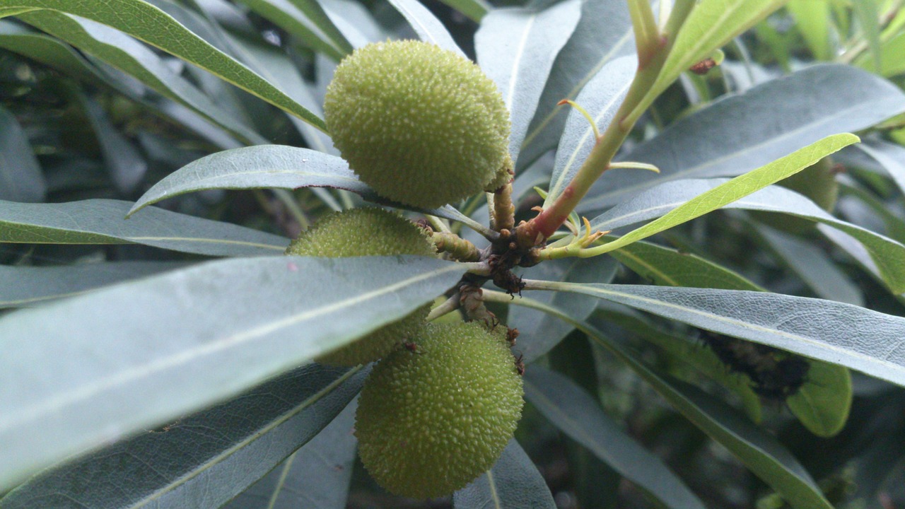 Myrica Rubra, Myria Rubra Lapai, Žalias, Nemokamos Nuotraukos,  Nemokama Licenzija