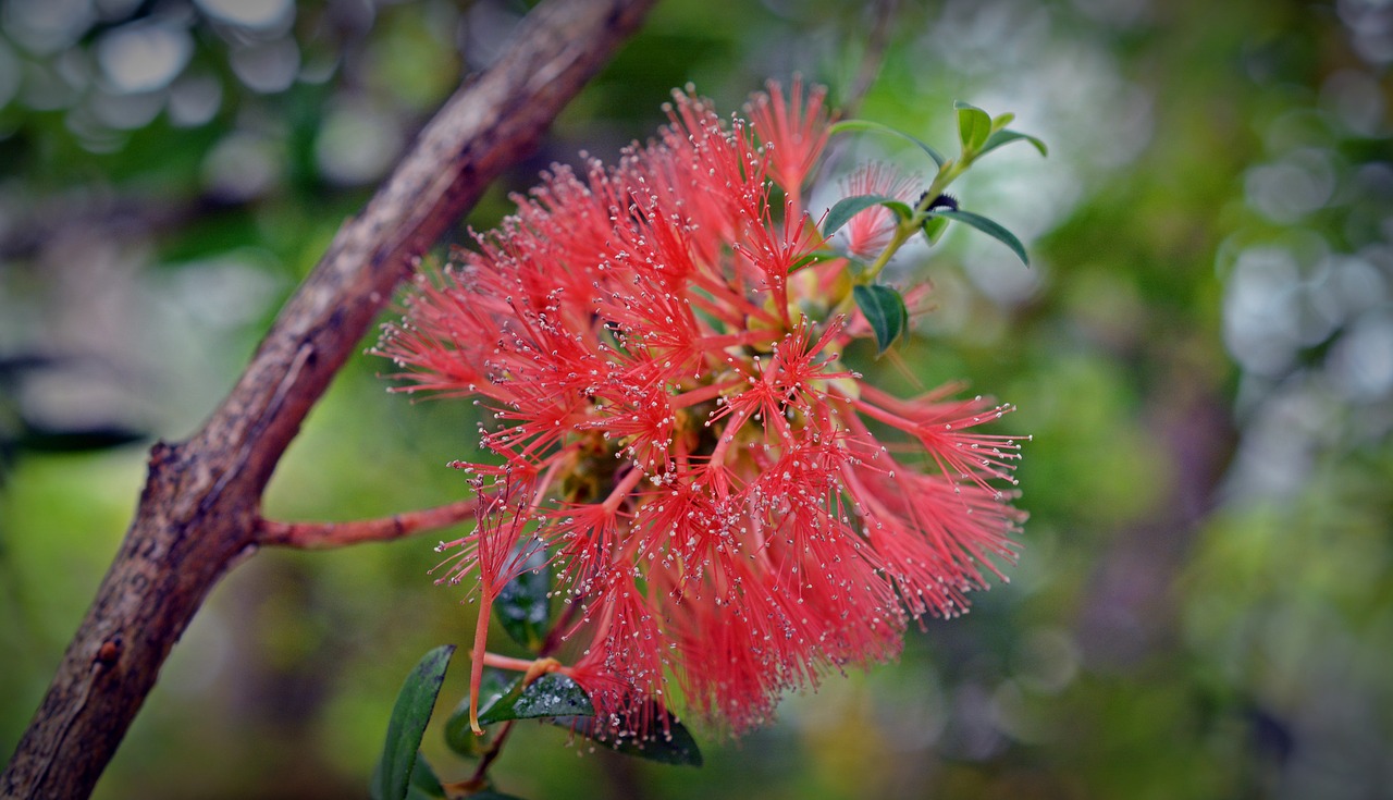 Myrtaceae, Mirto Augalas, Raudona, Žiedas, Žydėti, Šepetys, Dekoratyvinis, Geležies Medis, Nemokamos Nuotraukos,  Nemokama Licenzija