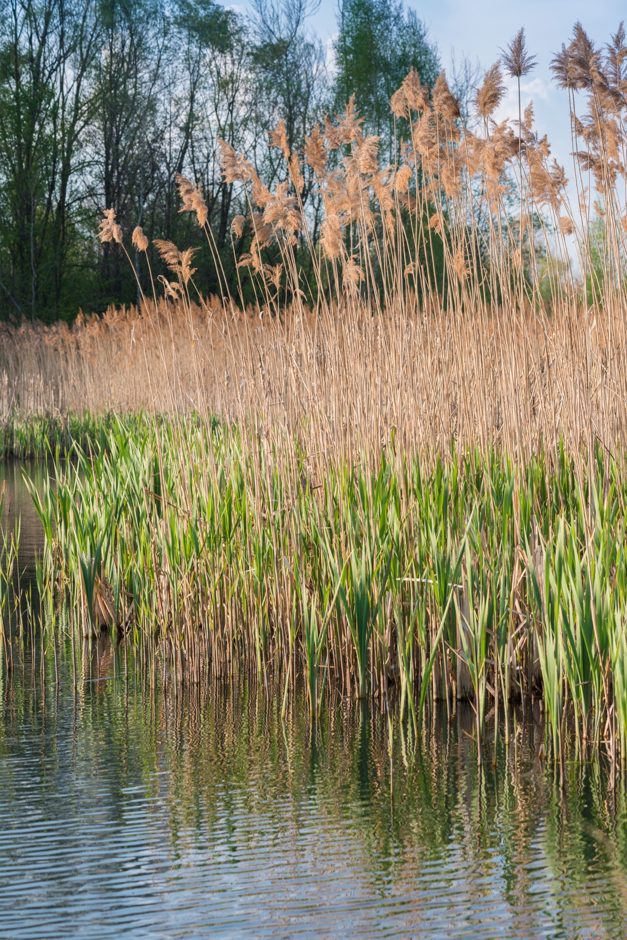 Vanduo,  Saulėlydis,  Abstraktus,  Abstraktus & Nbsp,  Fonas,  Nendrės,  Augalai,  Bankas,  Bokeh,  Tvenkinys