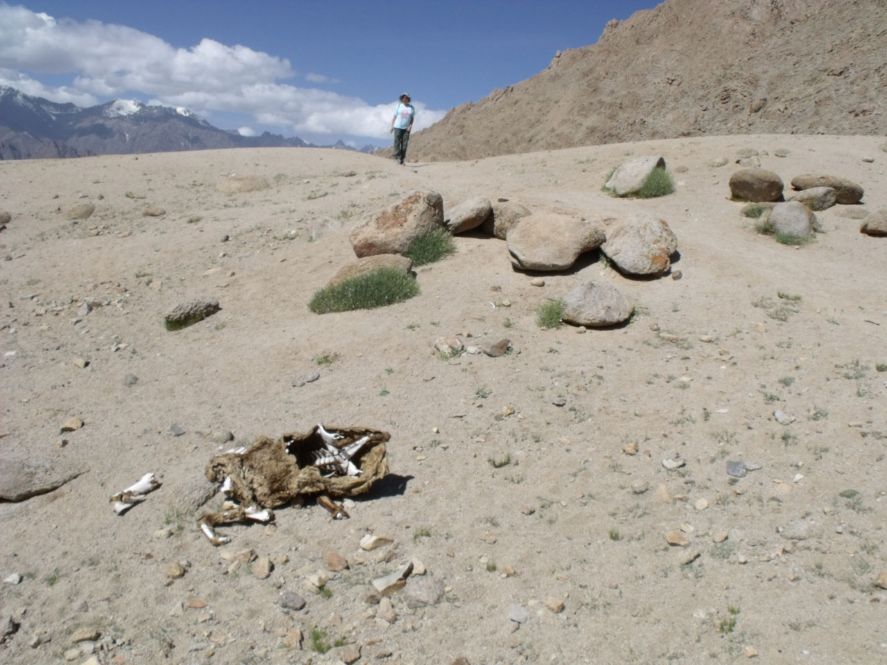 Indija,  Ladakh,  Pasivaikščiojimas,  Kalnas,  Dykuma,  Himalajus,  Trasoje, Nemokamos Nuotraukos,  Nemokama Licenzija