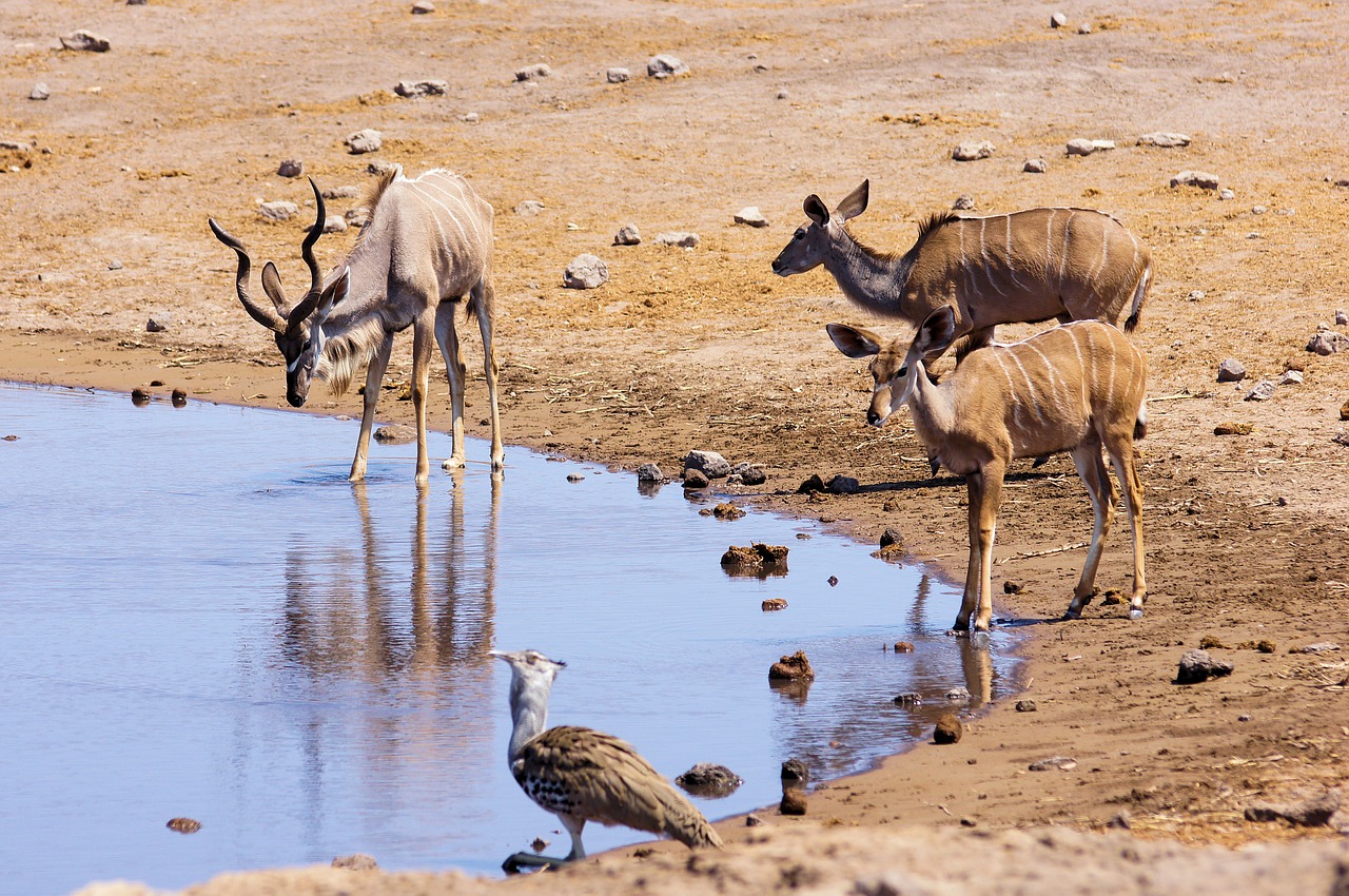 Namibija, Kelionė, Afrika, Gyvūnai, Dykuma, Etosha, Safari, Gerti, Gyvūnų Pasaulis, Gamta