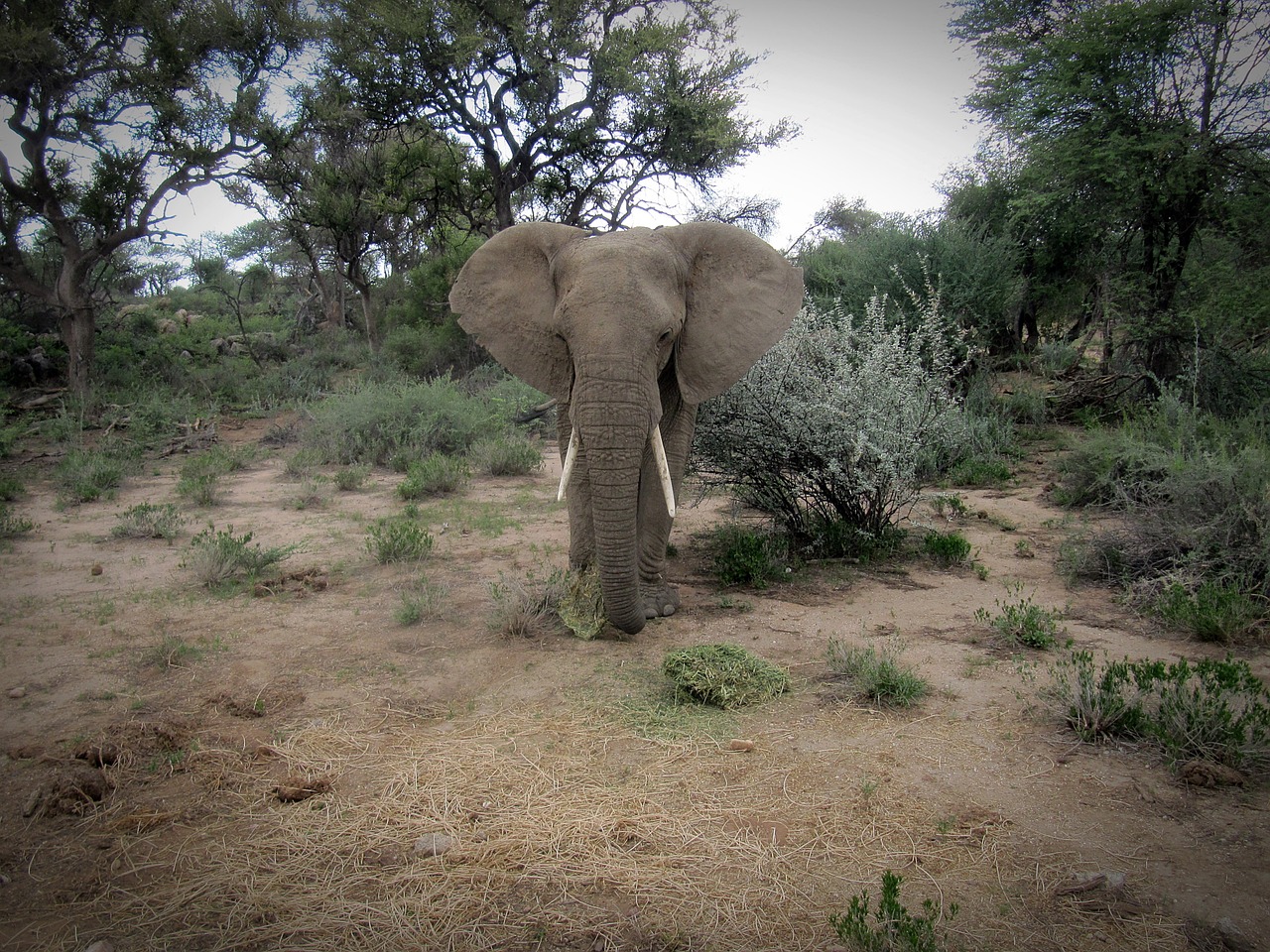 Namibija, Dramblys, Safari, Gyvūnas, Afrika, Didelis Žaidimas, Laukiniai Gyvūnai, Pachyderm, Nemokamos Nuotraukos,  Nemokama Licenzija
