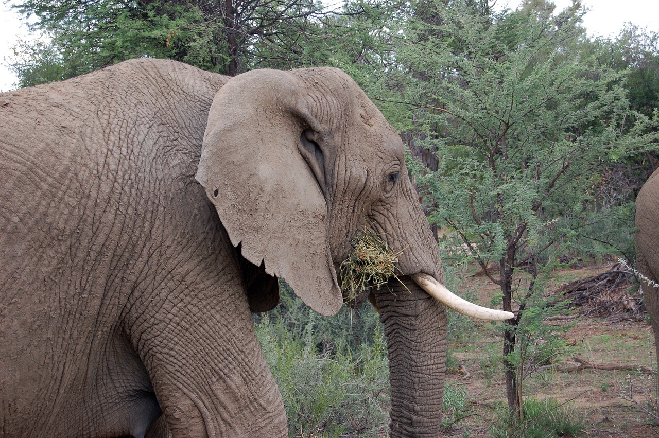 Namibija, Dramblys, Safari, Gyvūnas, Afrika, Didelis Žaidimas, Laukiniai Gyvūnai, Pachyderm, Nemokamos Nuotraukos,  Nemokama Licenzija