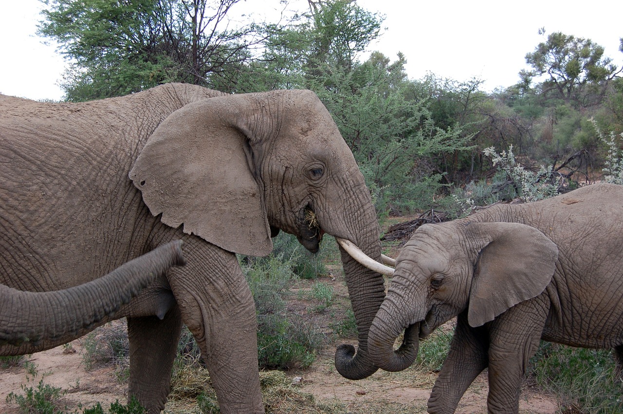 Namibija, Dramblys, Safari, Gyvūnas, Afrika, Didelis Žaidimas, Laukiniai Gyvūnai, Pachyderm, Nemokamos Nuotraukos,  Nemokama Licenzija