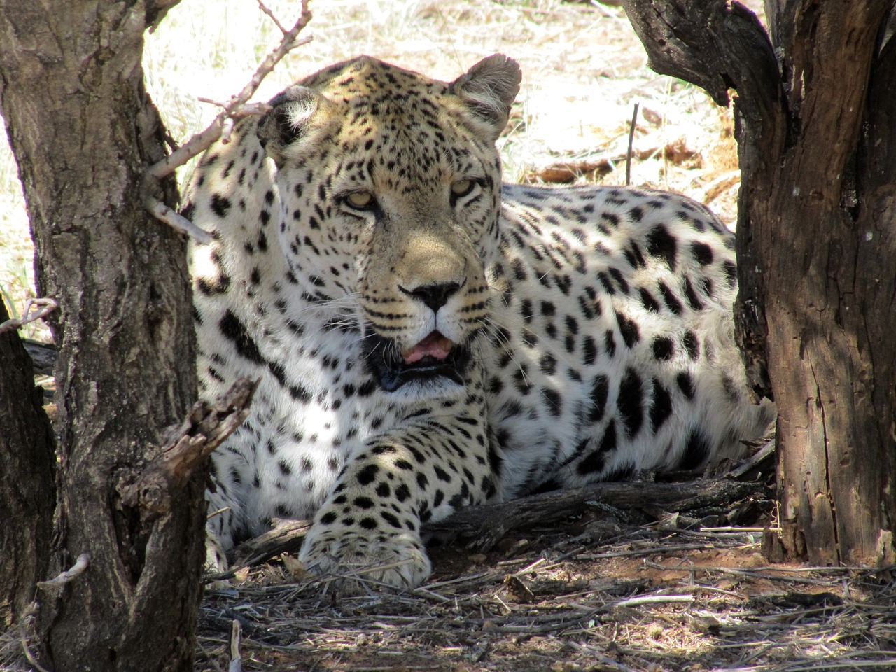 Namibija, Leopardas, Wildcat, Afrika, Safari, Gyvūnas, Rūpestis, Nemokamos Nuotraukos,  Nemokama Licenzija