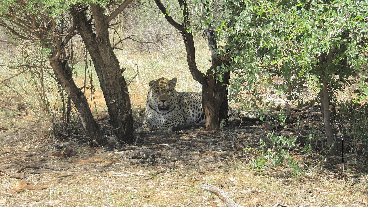 Namibija, Leopardas, Wildcat, Afrika, Safari, Gyvūnas, Rūpestis, Nemokamos Nuotraukos,  Nemokama Licenzija
