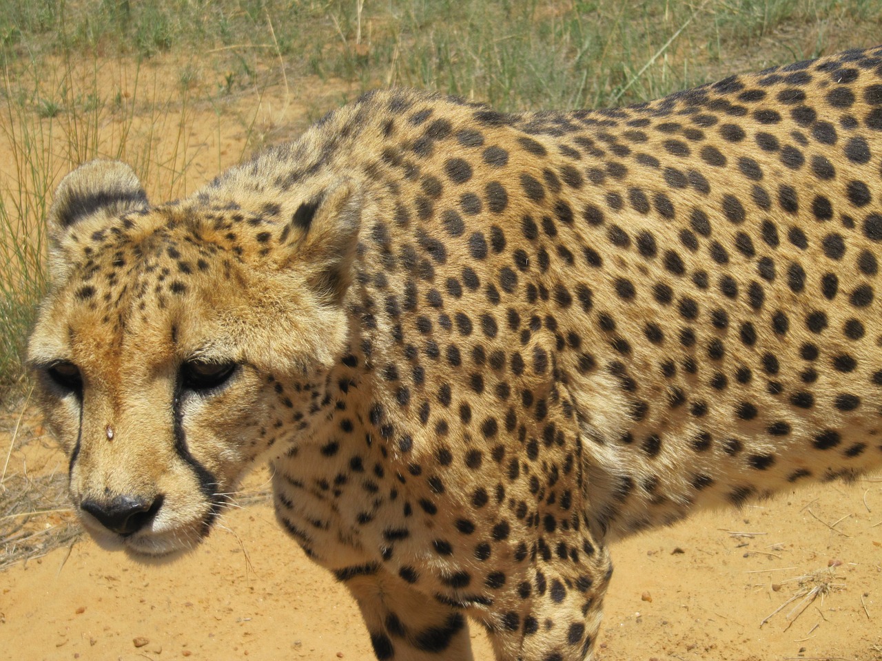 Namibija, Gepardas, Katė, Afrika, Safari, Didelė Katė, Plėšrūnas, Gamta, Wildcat, Pavojingas