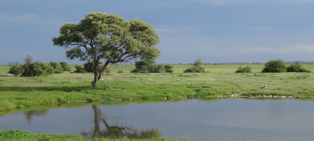 Namibija, Etosha, Laistymo Anga, Ežeras, Kraštovaizdis, Žalias, Gamta, Vienišas Medis, Nemokamos Nuotraukos,  Nemokama Licenzija