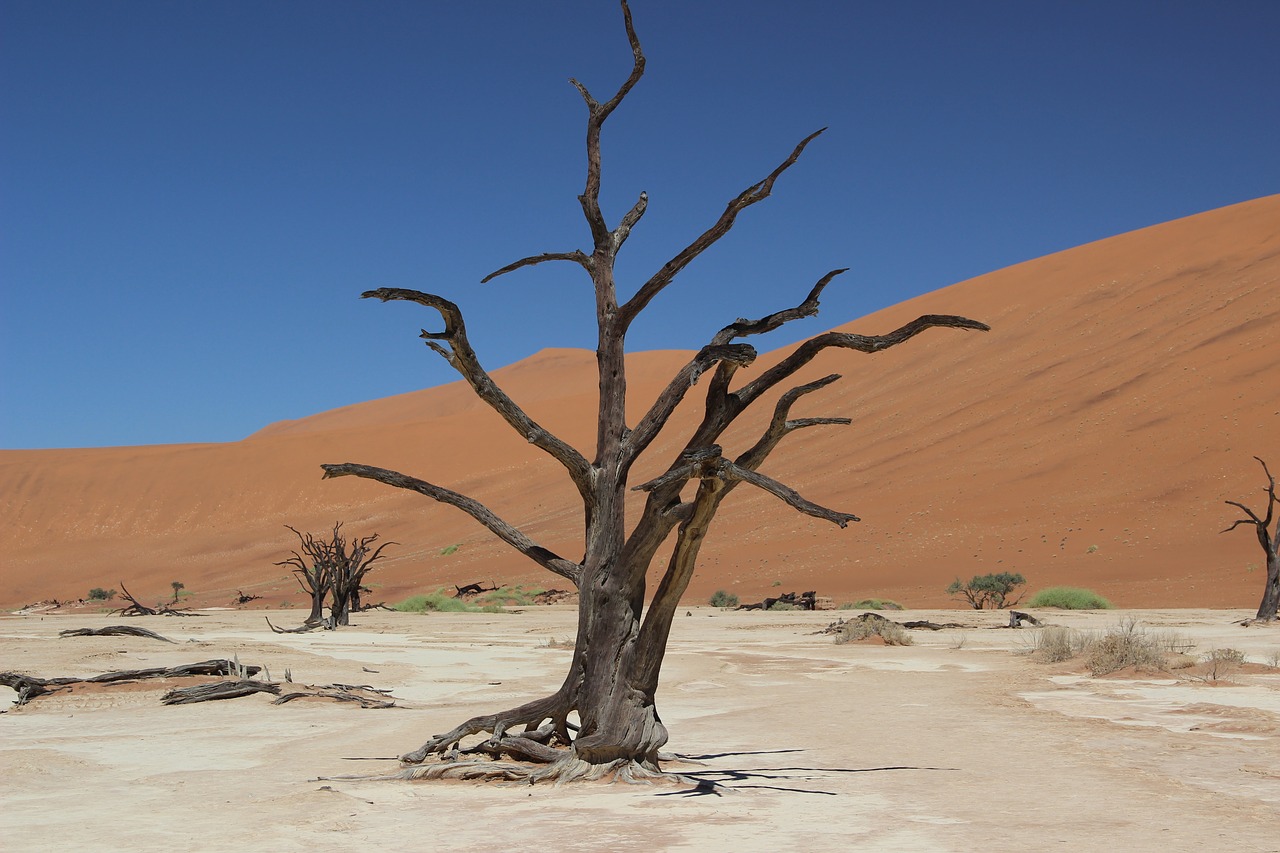 Namibija, Dykuma, Smėlis, Afrika, Medis, Sossusvlei, Nemokamos Nuotraukos,  Nemokama Licenzija