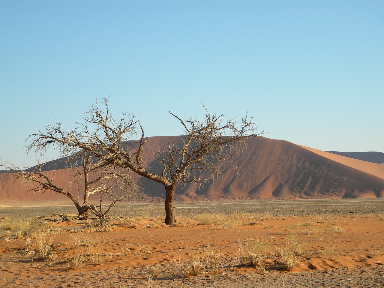 Namibija, Namib, Dykuma, Medis, Miręs, Smėlis, Raudona, Laisvė, Vienišas, Sausas