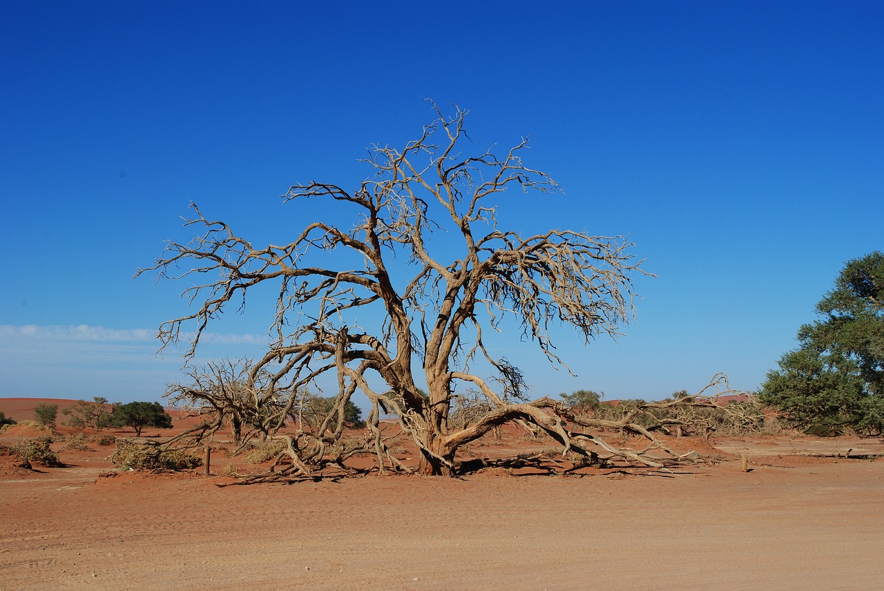 Namibija, Afrika, Sossusvlei, Dykuma, Smėlis, Karštas, Sausas, Nemokamos Nuotraukos,  Nemokama Licenzija