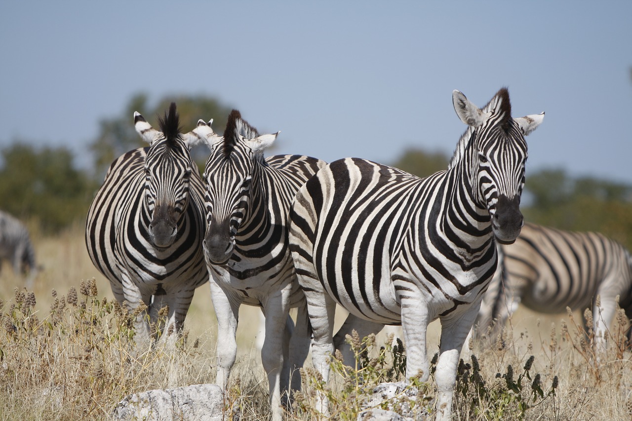 Namibija, Etosha Nacionalinis Parkas, Zebra, Gamta, Laukiniai, Gyvūnai, Safari, Zebras, Gyvūnų Pasaulis, Dykuma