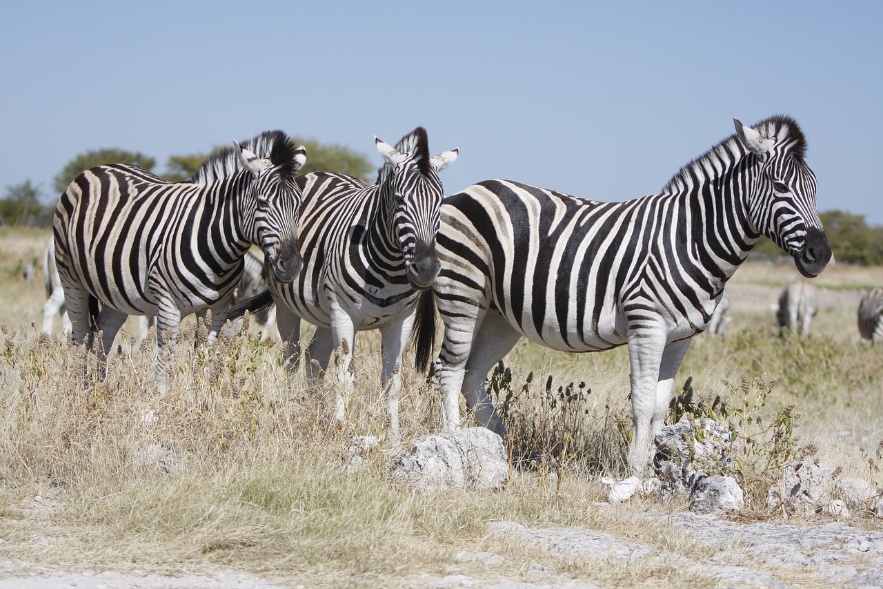 Namibija, Etosha Nacionalinis Parkas, Zebra, Gamta, Laukiniai, Gyvūnai, Safari, Zebras, Gyvūnų Pasaulis, Dykuma