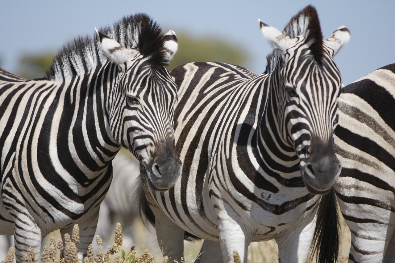 Namibija, Etosha Nacionalinis Parkas, Zebra, Gamta, Laukiniai, Gyvūnai, Safari, Zebras, Gyvūnų Pasaulis, Dykuma