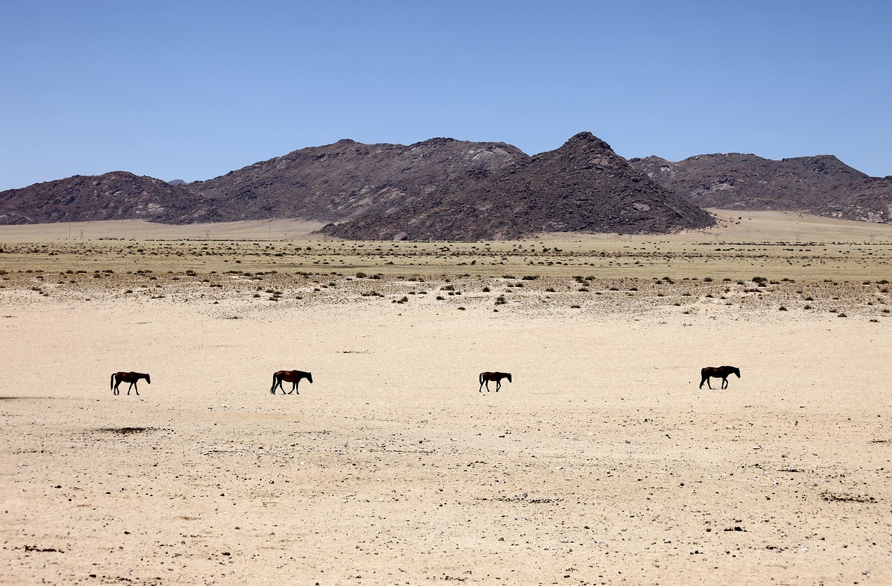 Namibija, Dykuma, Smėlis, Arkliai, Gyvūnai, Kemperis, Vienatvė, Afrika, Sausas, Sausra