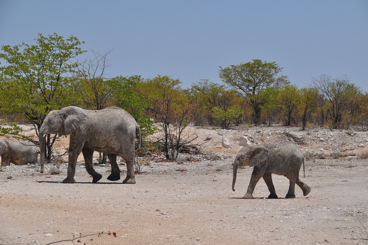 Namibija, Dykuma, Kelionė, Jumbo, Dramblys, Nemokamos Nuotraukos,  Nemokama Licenzija