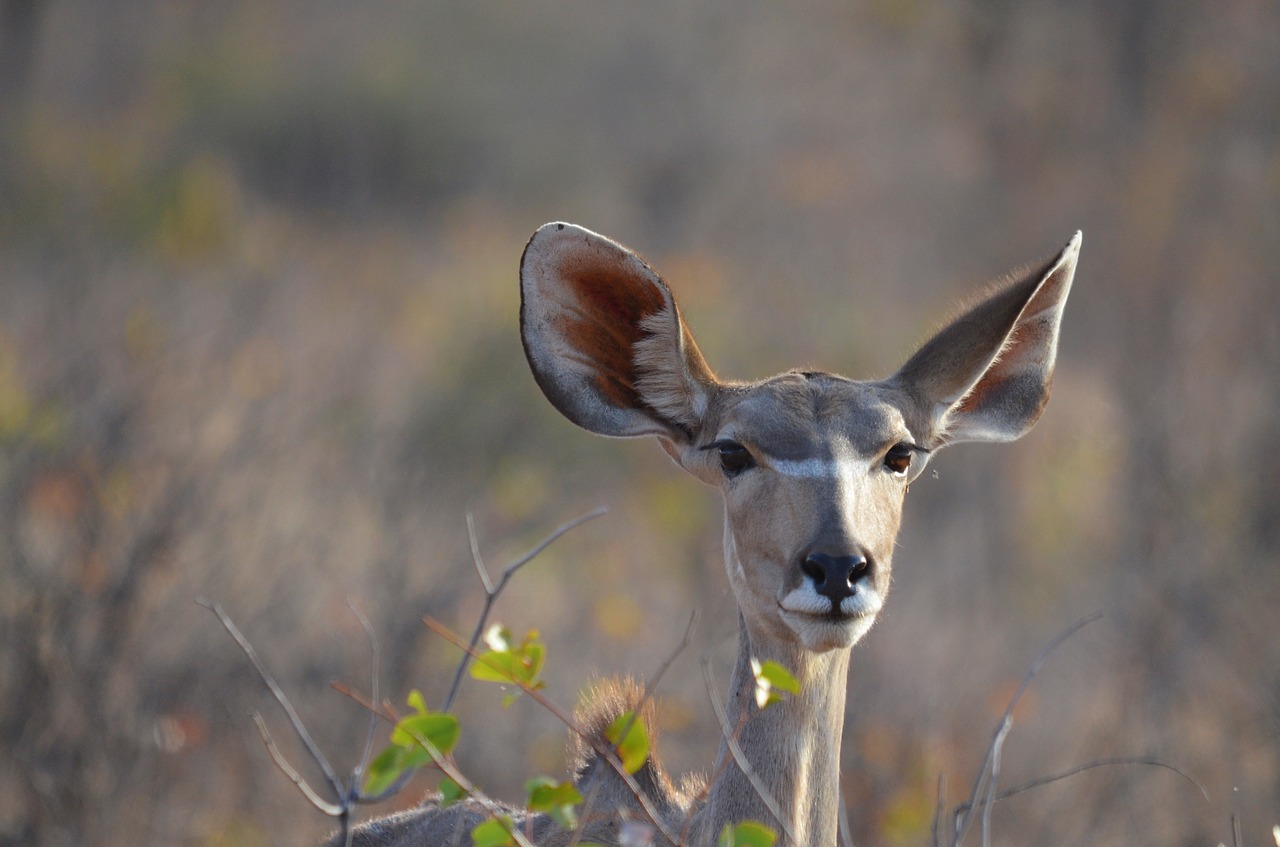 Namibija, Antilopė, Afrika, Spyruoklė, Nemokamos Nuotraukos,  Nemokama Licenzija