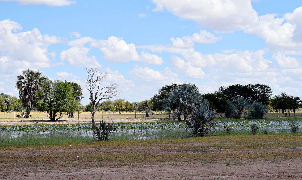 Namibija, Oshana, Afrika, Lietingą, Sezonas, Nemokamos Nuotraukos,  Nemokama Licenzija