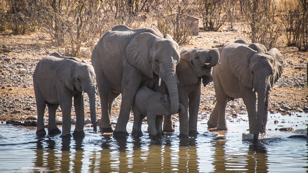 Namibija, Namib, Lauke, Kraštovaizdis, Kelionė, Afrika, Klimatas, Etosha, Dramblys, Nemokamos Nuotraukos