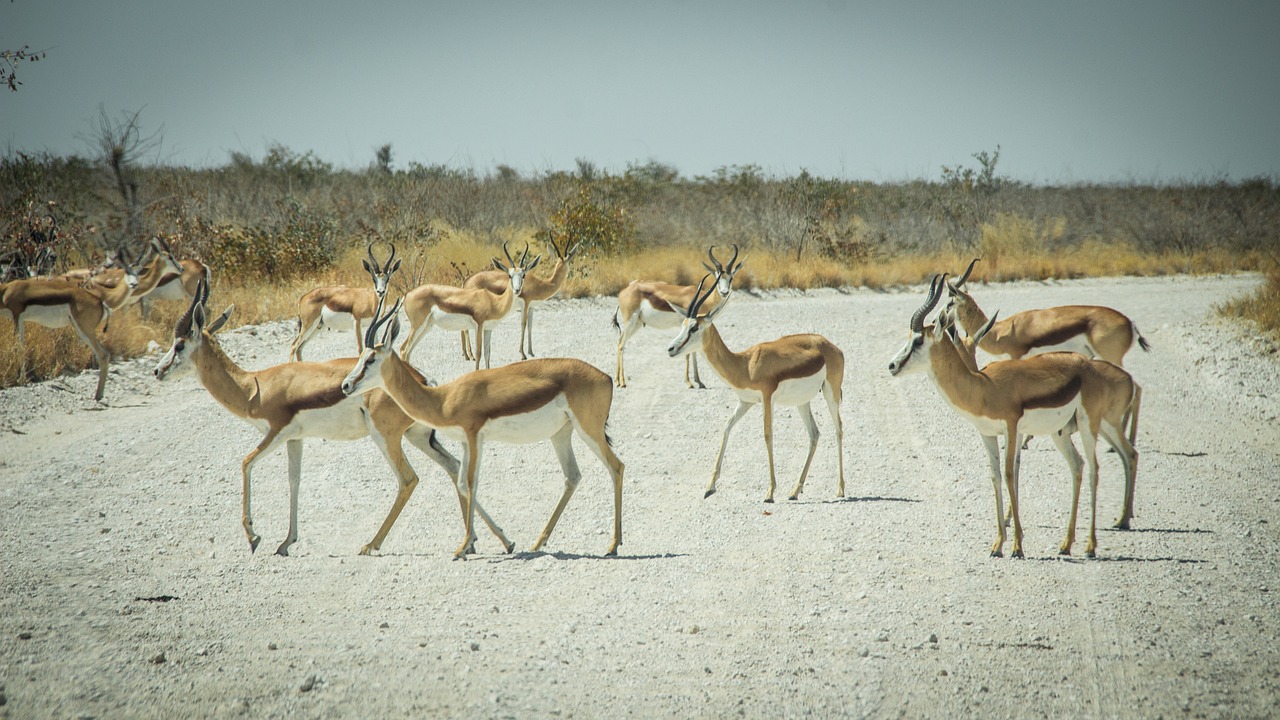 Namibija, Laukinė Gamta, Afrika, Etosha, Kraštovaizdis, Safari, Gamta, Vanduo, Turizmas, Laukiniai