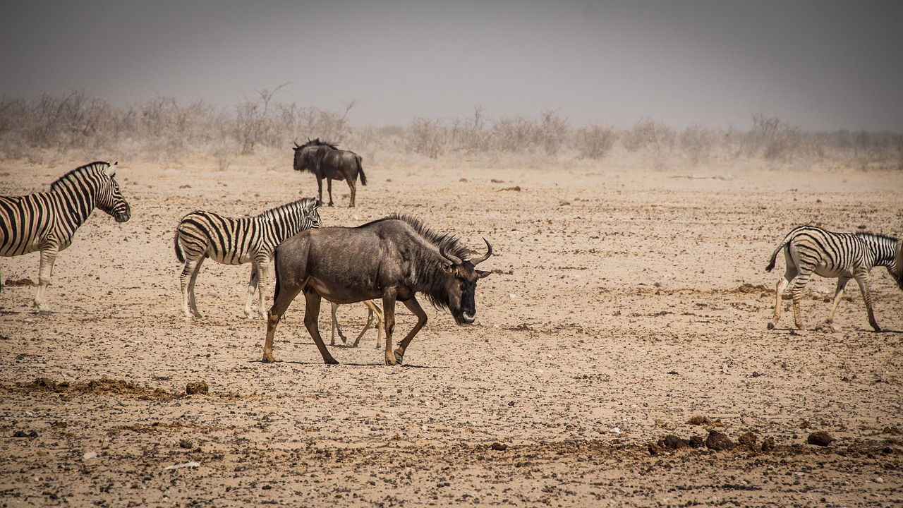 Namibija, Laukinė Gamta, Afrika, Etosha, Kraštovaizdis, Safari, Gamta, Vanduo, Turizmas, Laukiniai