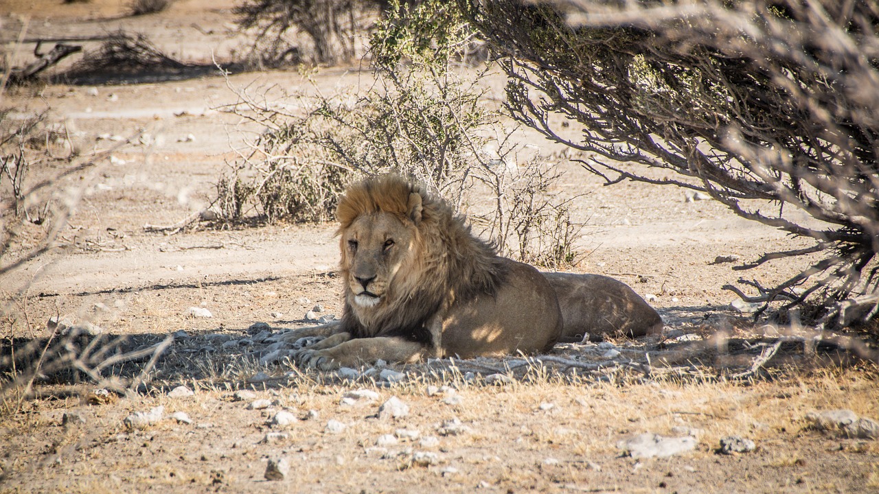 Namibija, Laukinė Gamta, Afrika, Etosha, Kraštovaizdis, Safari, Gamta, Vanduo, Turizmas, Laukiniai