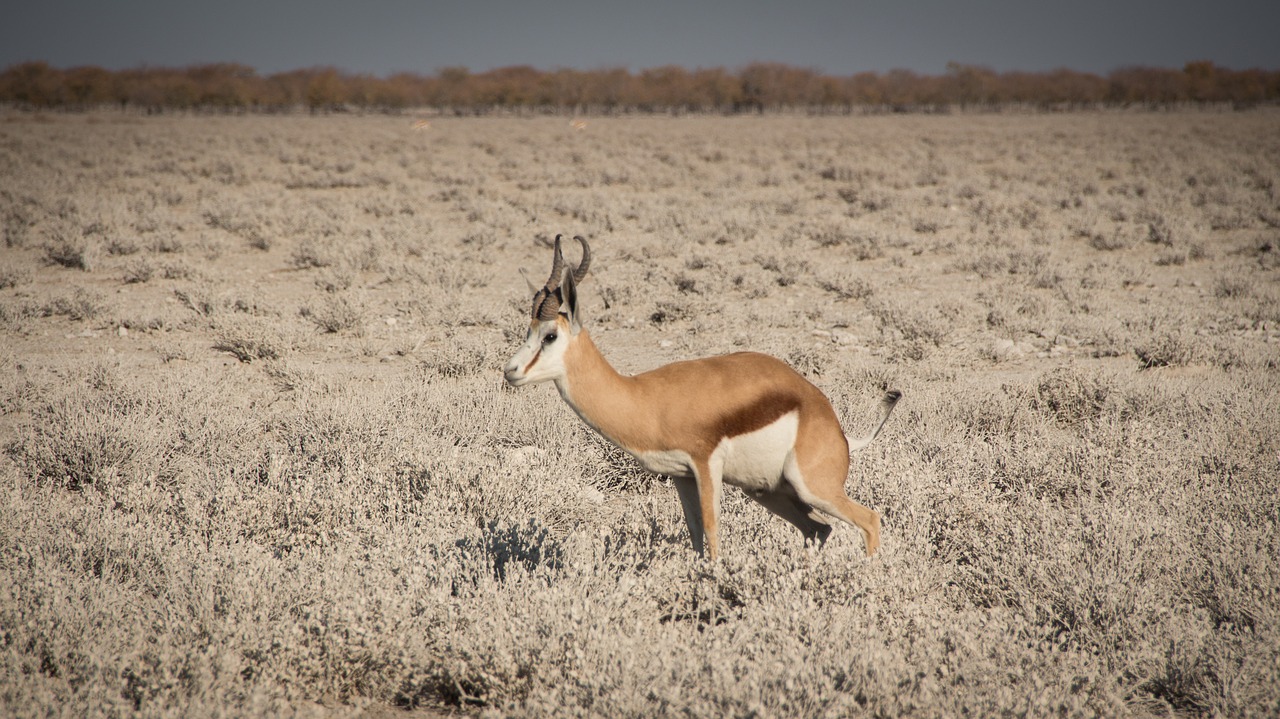 Namibija, Laukinė Gamta, Afrika, Etosha, Kraštovaizdis, Safari, Gamta, Vanduo, Turizmas, Laukiniai