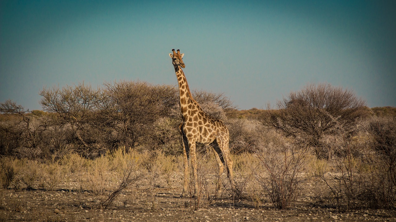 Namibija, Laukinė Gamta, Afrika, Etosha, Kraštovaizdis, Safari, Gamta, Vanduo, Turizmas, Laukiniai