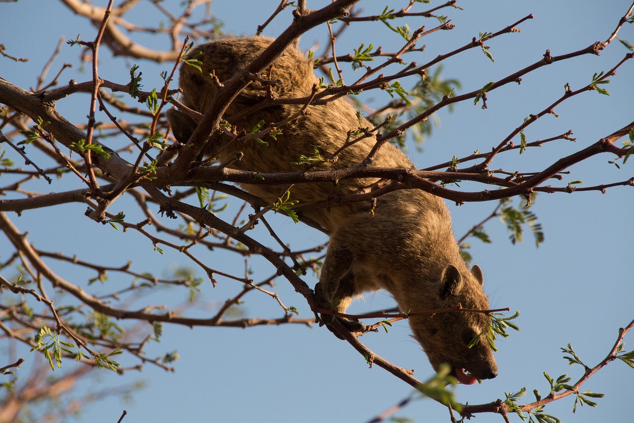 Namibija, Laukinė Gamta, Afrika, Kraštovaizdis, Safari, Gamta, Vanduo, Turizmas, Laukiniai, Parkas