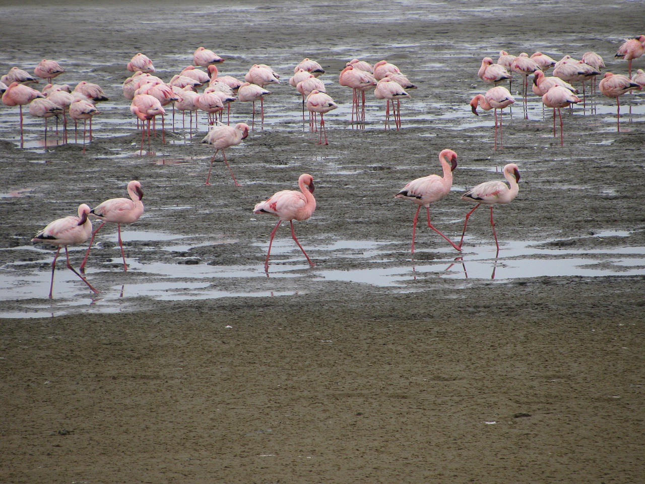 Namibija,  Paukščiai,  Flamingas, Nemokamos Nuotraukos,  Nemokama Licenzija