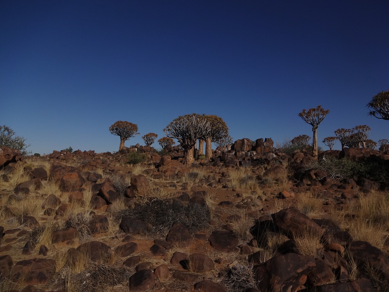 Namibija, Drožlės Medžio Miškas, Kraštovaizdis, Gamta, Afrikos, Afrika, Lauke, Dykuma, Vaizdas, Augalas