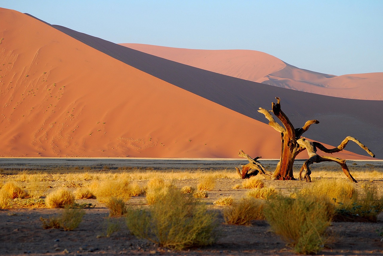 Namibija,  Dykuma,  Medis,  Dune,  Raudonas Smelis, Nemokamos Nuotraukos,  Nemokama Licenzija